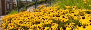 fw blackeye susans 2000