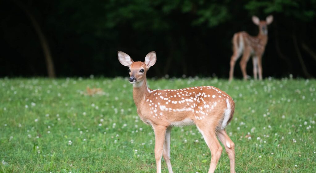 heritage hill white tail deer fawns slide